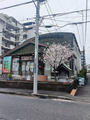 建築部敷地内の桜❀